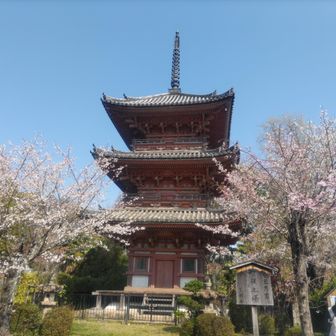 豊臣秀吉から寄贈された三重塔の桜が美しい