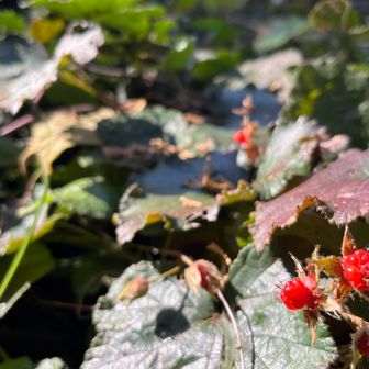 野苺？がたくさん生っていました