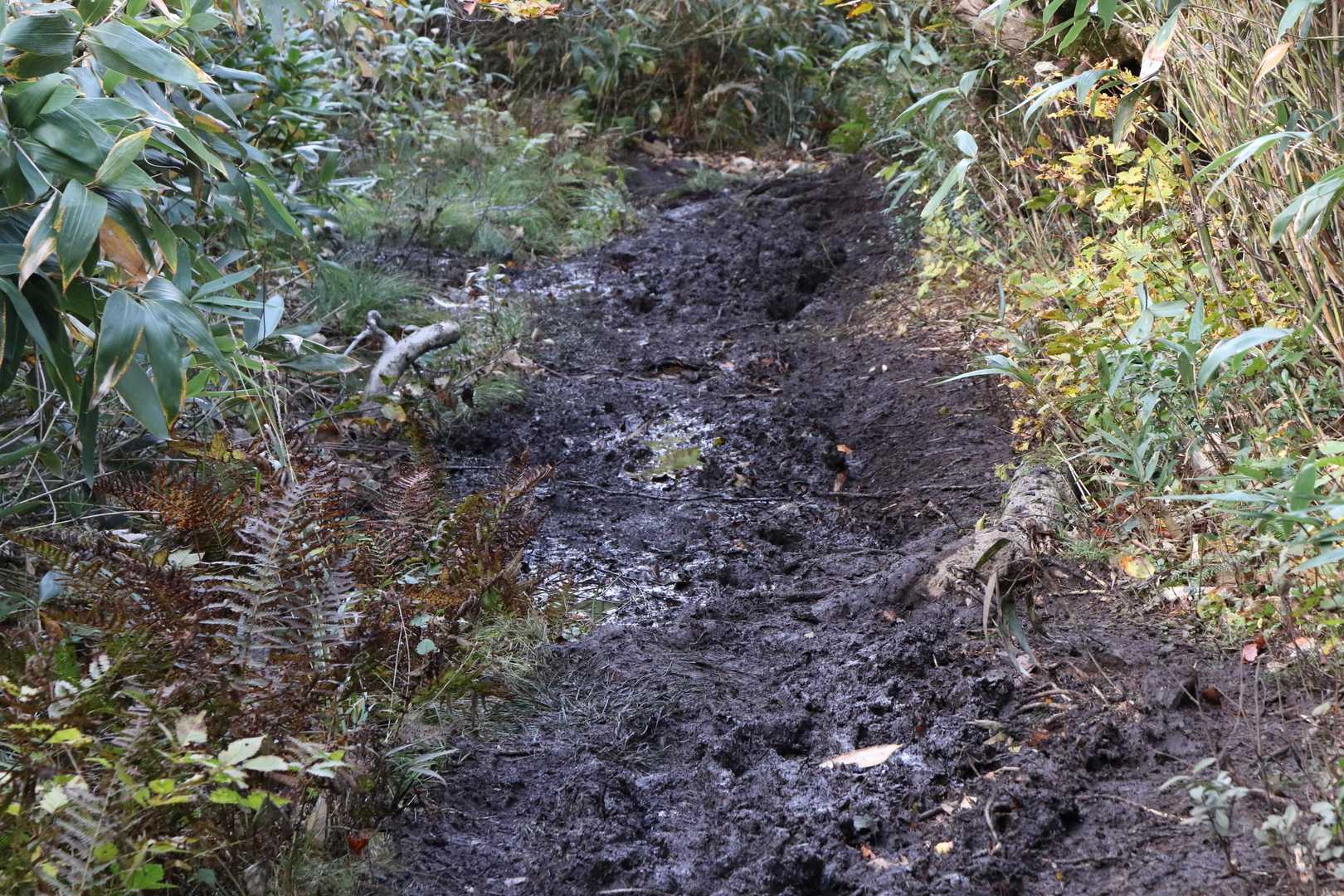 はい
皆さんのレポ通り
田んぼ状態

下山までノー「すってんころりん」