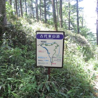 登りはカラマツコース
下りはブナコース
ブナコースがオススメです