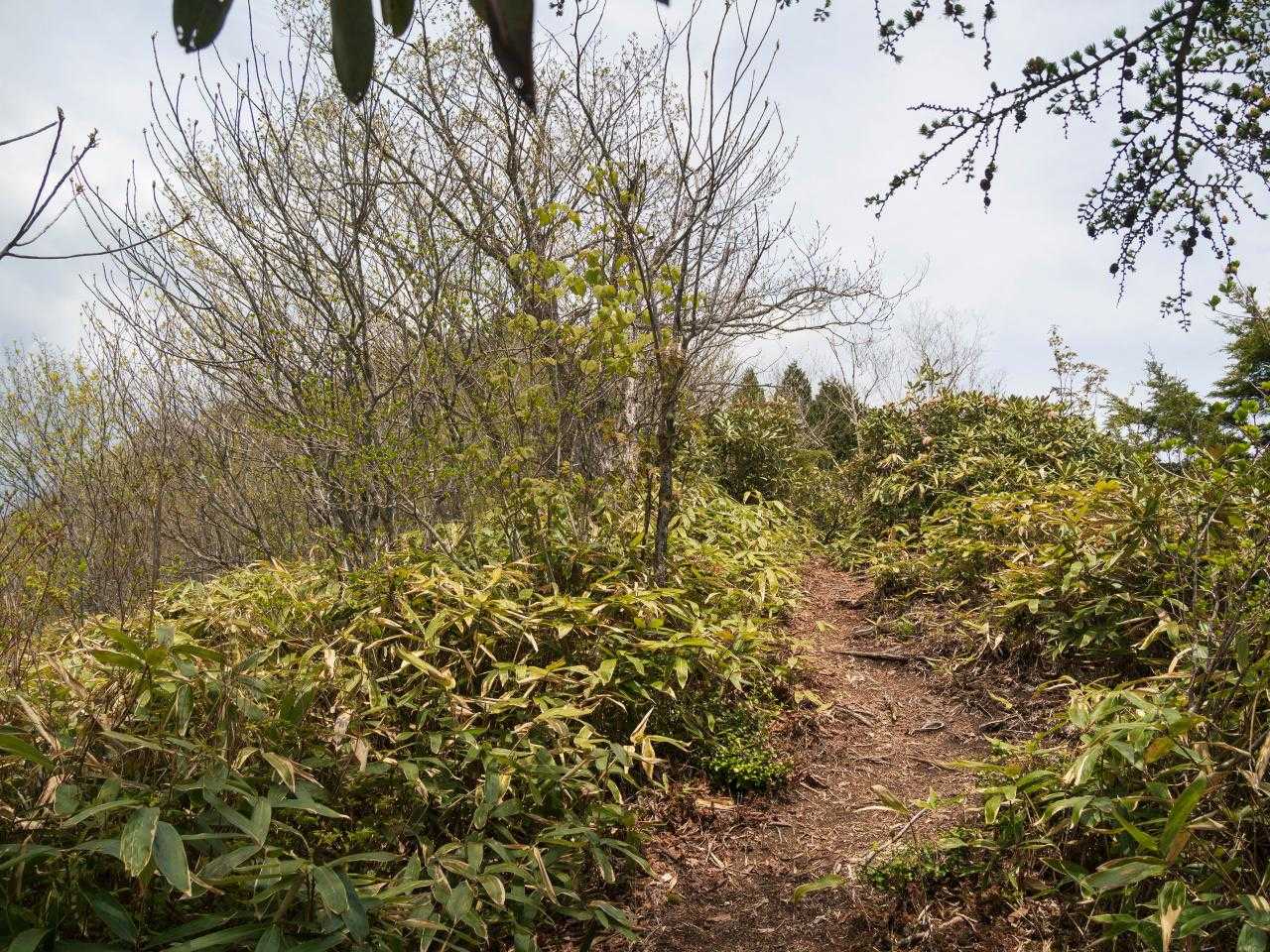 鍬ノ峰白沢側登山口-鍬ノ峰 往復コースの写真
