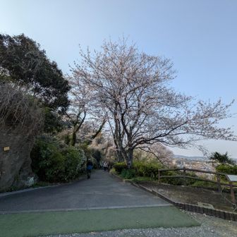 鷹取山公園から下山入口ソメイヨシノ🌸