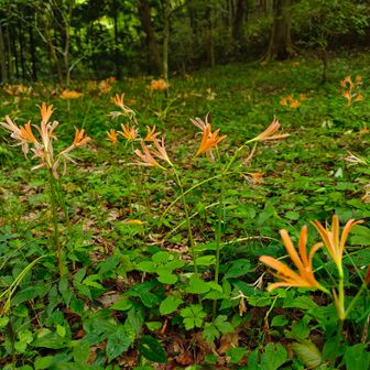 キツネノカミソリ群生地。