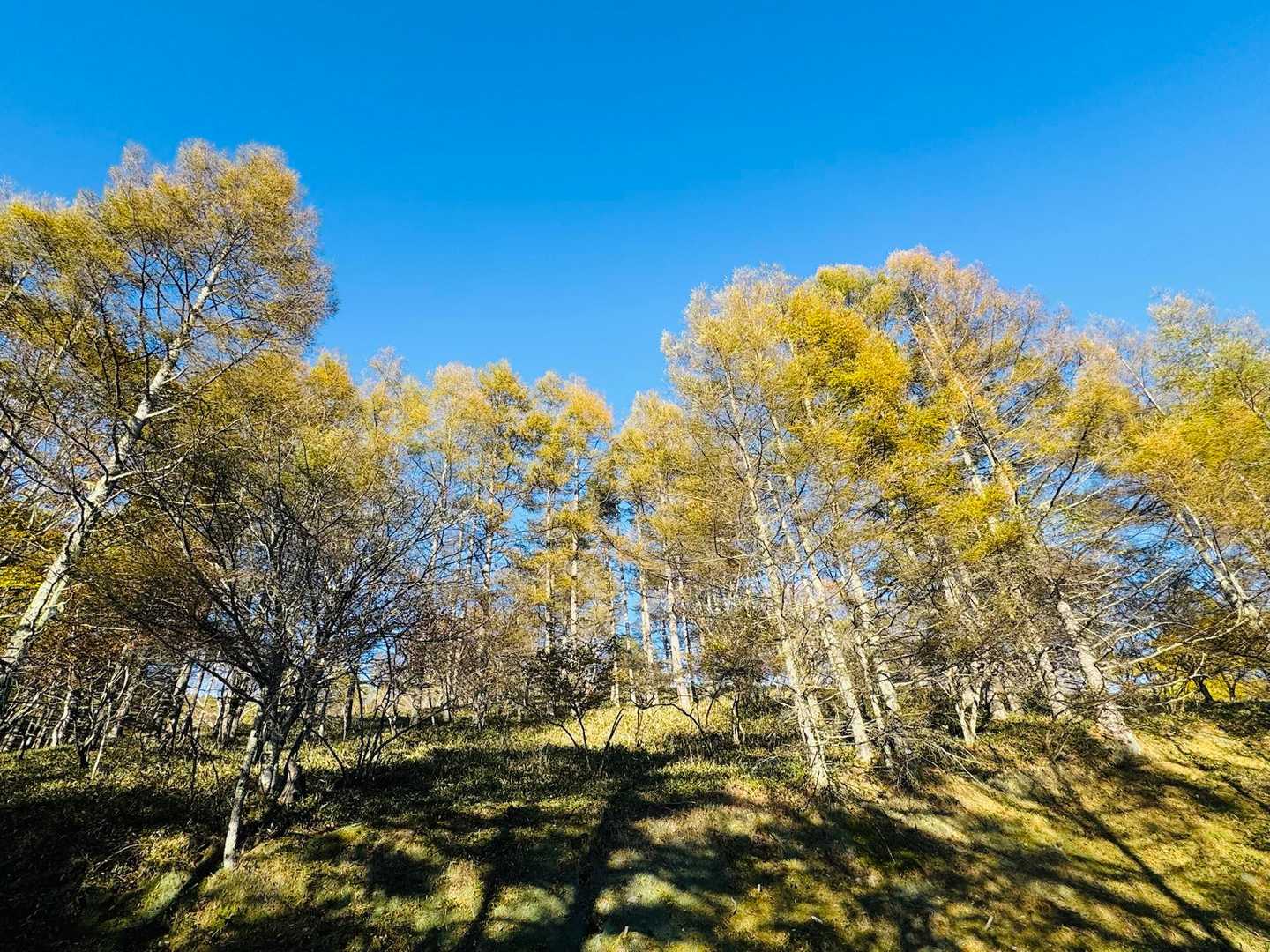 すずらん峠-蓼科山 周回コースの写真