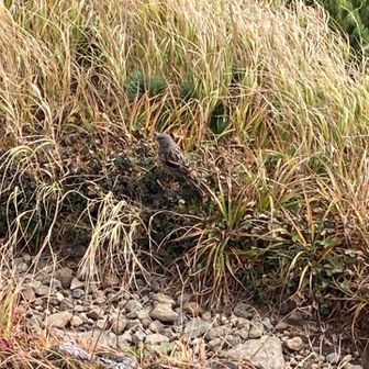 弱ってる？野鳥。。元気に過ごしてね！
