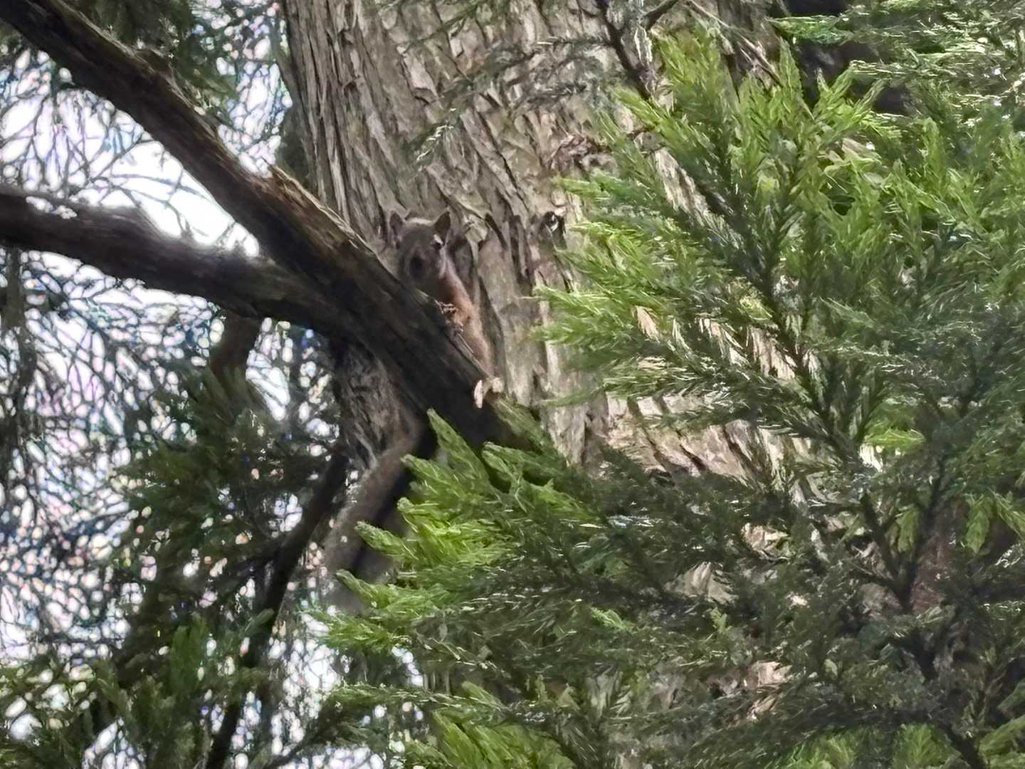 帰り道に🐿️と遭遇
こっち見てる😆