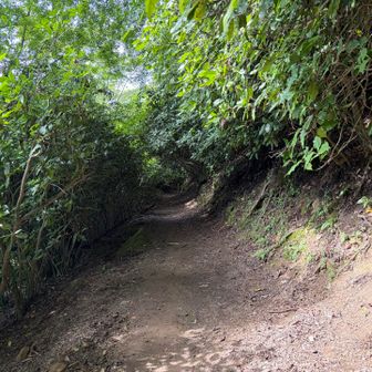 アオキのトンネル抜けまーす