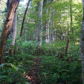 登山道になり