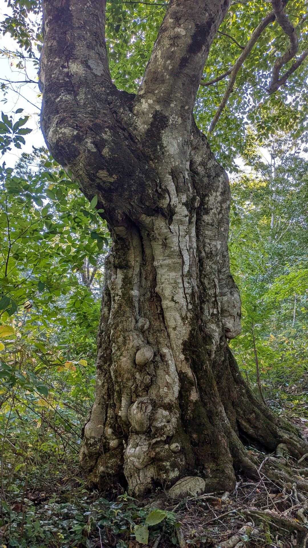 奇抜ブナか？！😮