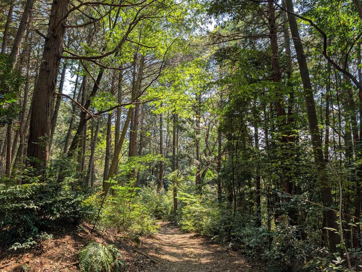 新緑のマイナスイオンをたっぷり浴びながら下山🌳🤗