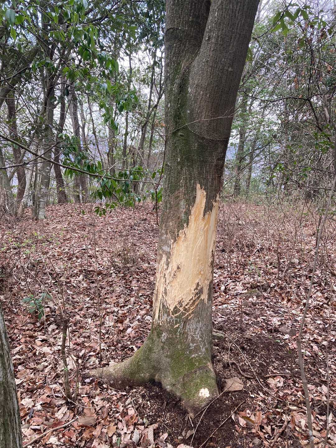 山頂稜線にある鹿が樹皮を食べた跡。