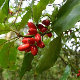 赤い瓜形の実はアオキ？