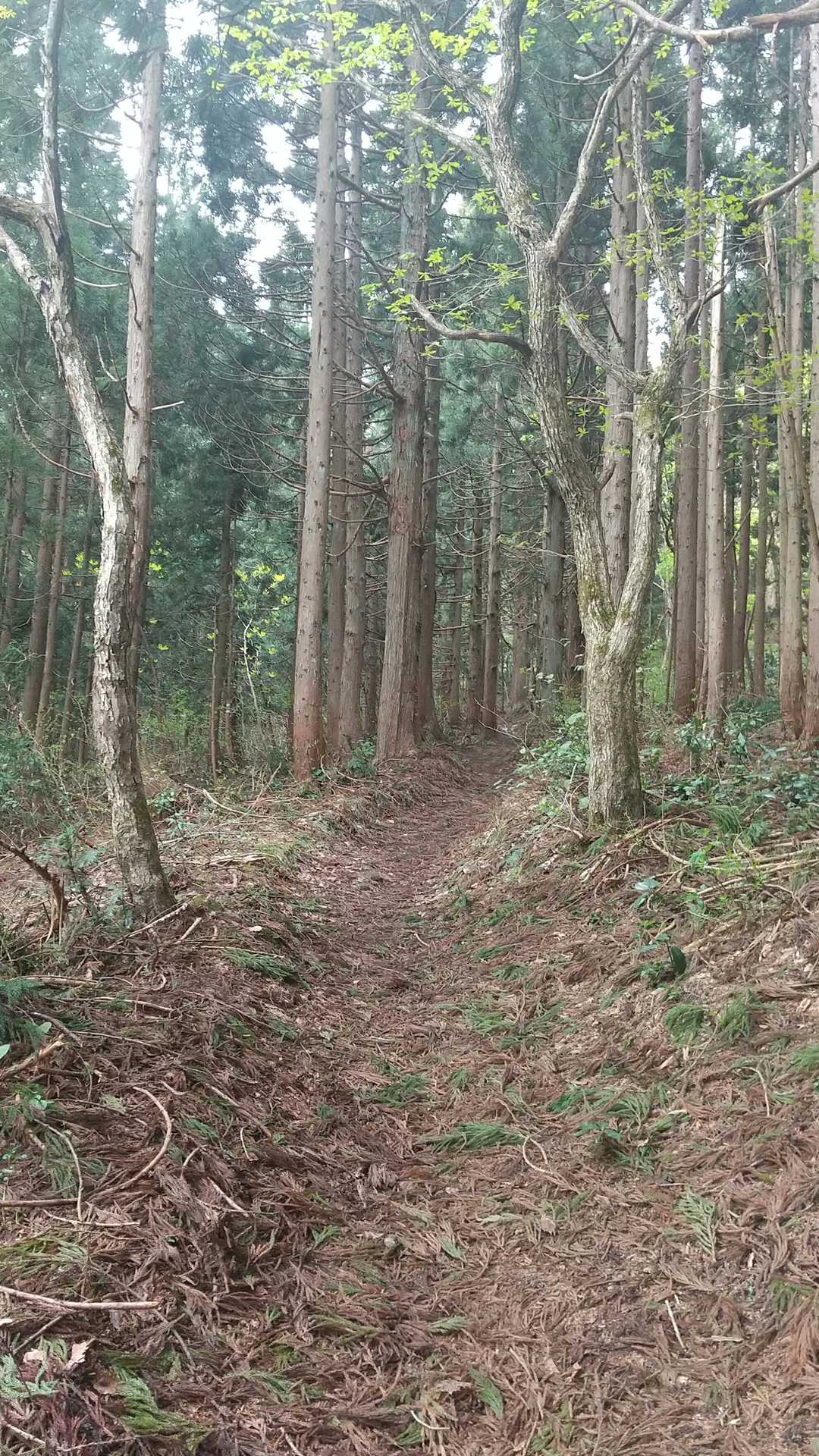今朝方の雨で心配してたが
普通のコンディションみたい♪