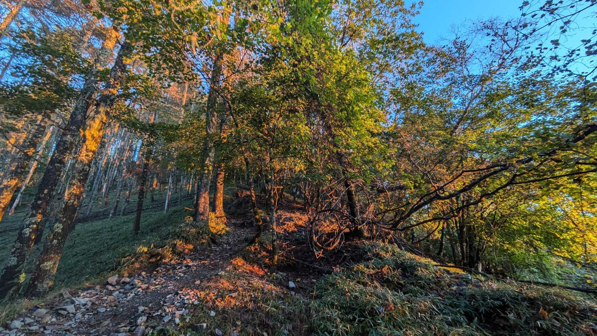 朝日に染まる登山道。