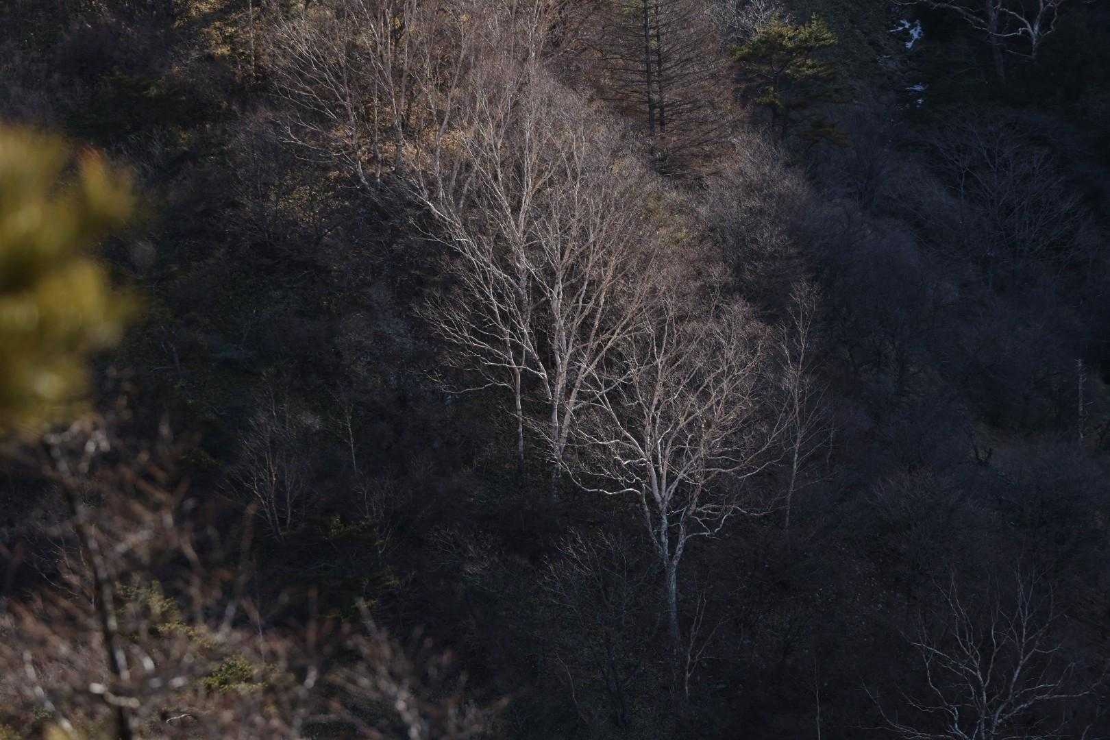鉢伏山 周回コースの写真