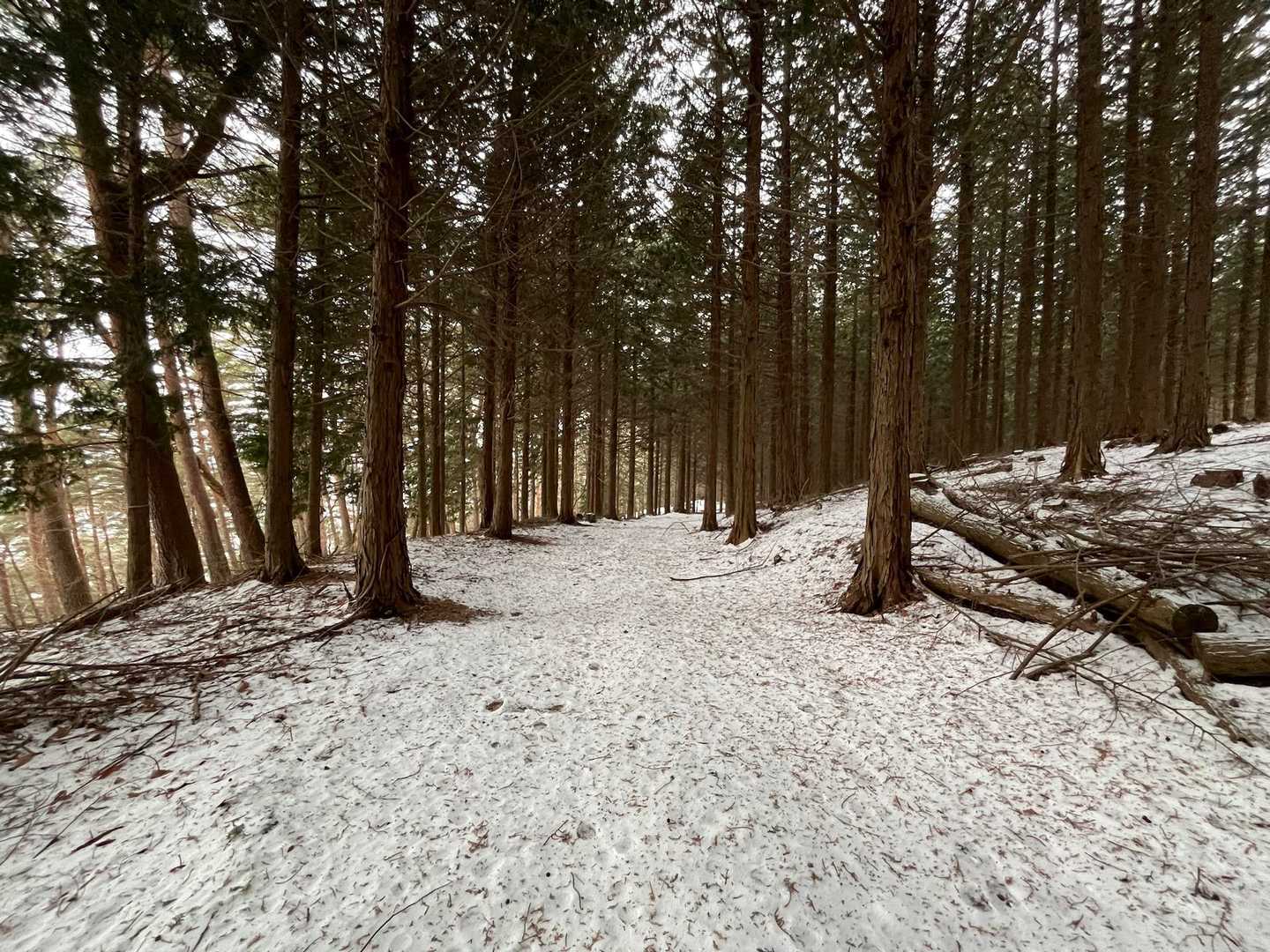 樹林帯には、積雪　ザクザク♬ 