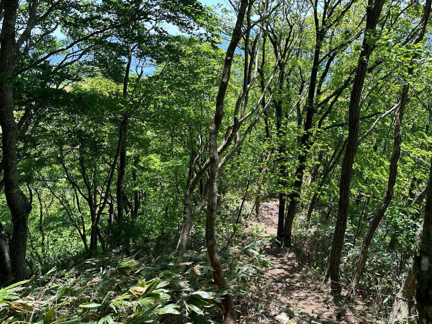 こんな静かな山なのに、大ブナ見に下りる所で単独登山女子に遭遇😳
熊に出会うよりレアかも😅