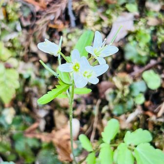 おぱな
調べるの めんどー笑