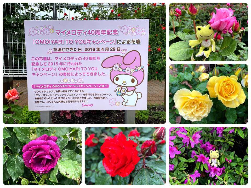 東北 #宮城 #みどりの杜 #バラ祭り / 𝙥𝙞𝙘𝙠𝙡𝙚𝙨さんの