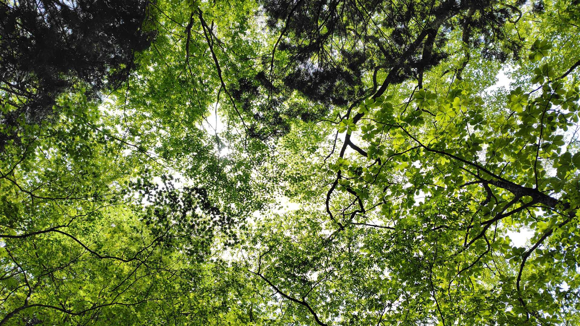 白髪山登山口-白髪山 往復コースの写真