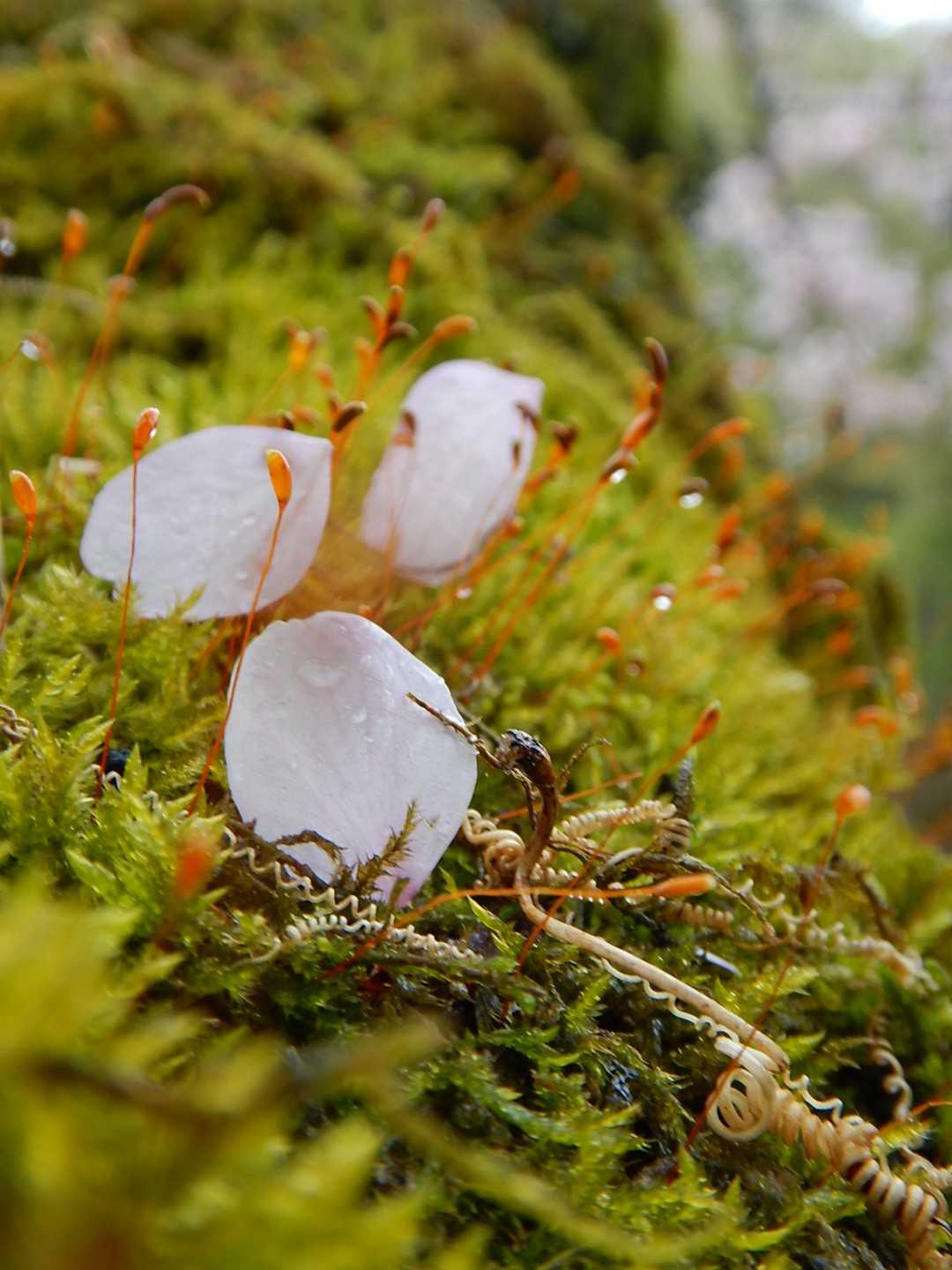 苔と桜