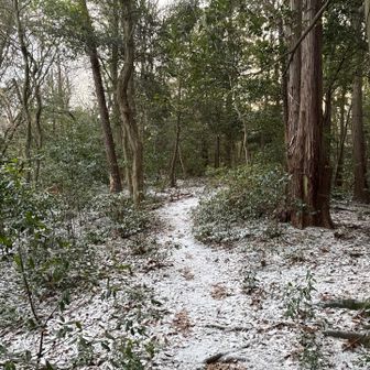 このあたり、雪がついてるのはレア