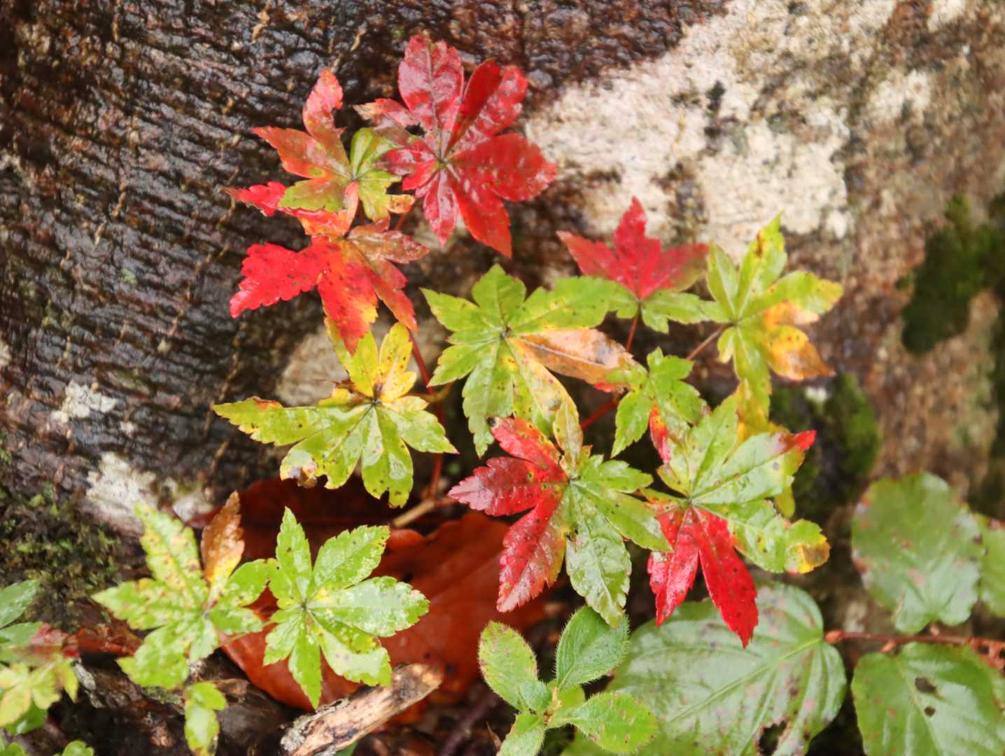 足元の紅葉