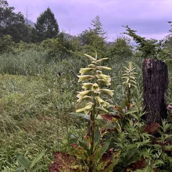 森の中で堂々と咲くオオウバユリ！
緑がかった大きな花と、力強く立つ姿は存在感抜群でした✨