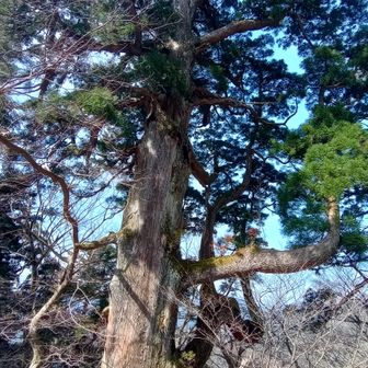 なかなかの巨木②