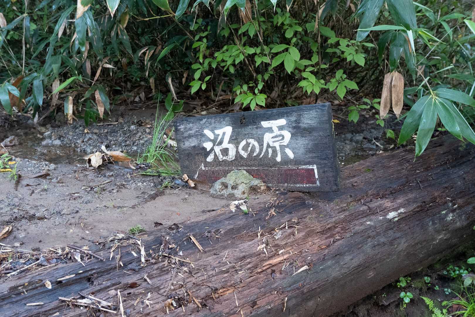 クチャンベツ沼ノ原登山口-五色岳-化雲岳 往復コースの写真