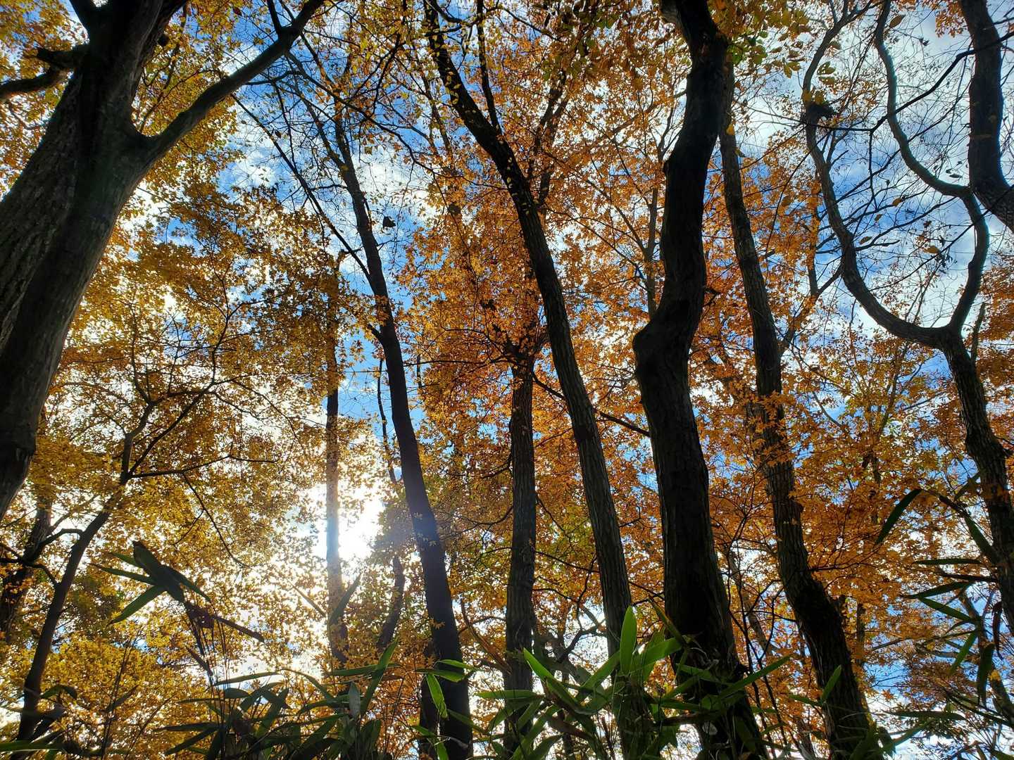 奥久慈北部は黄色系の紅葉は終わりかけだけれど、こちらはちょうど見頃です。