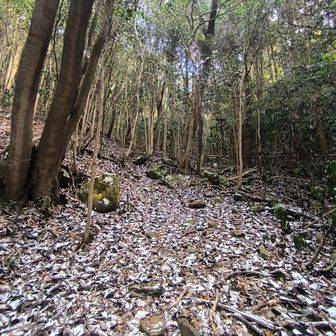 今日は、雪が残る登山道です。