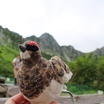 ライ隊長！本物の雷鳥には会えなかった。