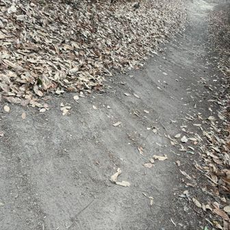 登山道の落ち葉🍂が綺麗に整備されてます🙇‍♂️