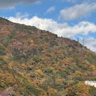 結構色付いてます🍁