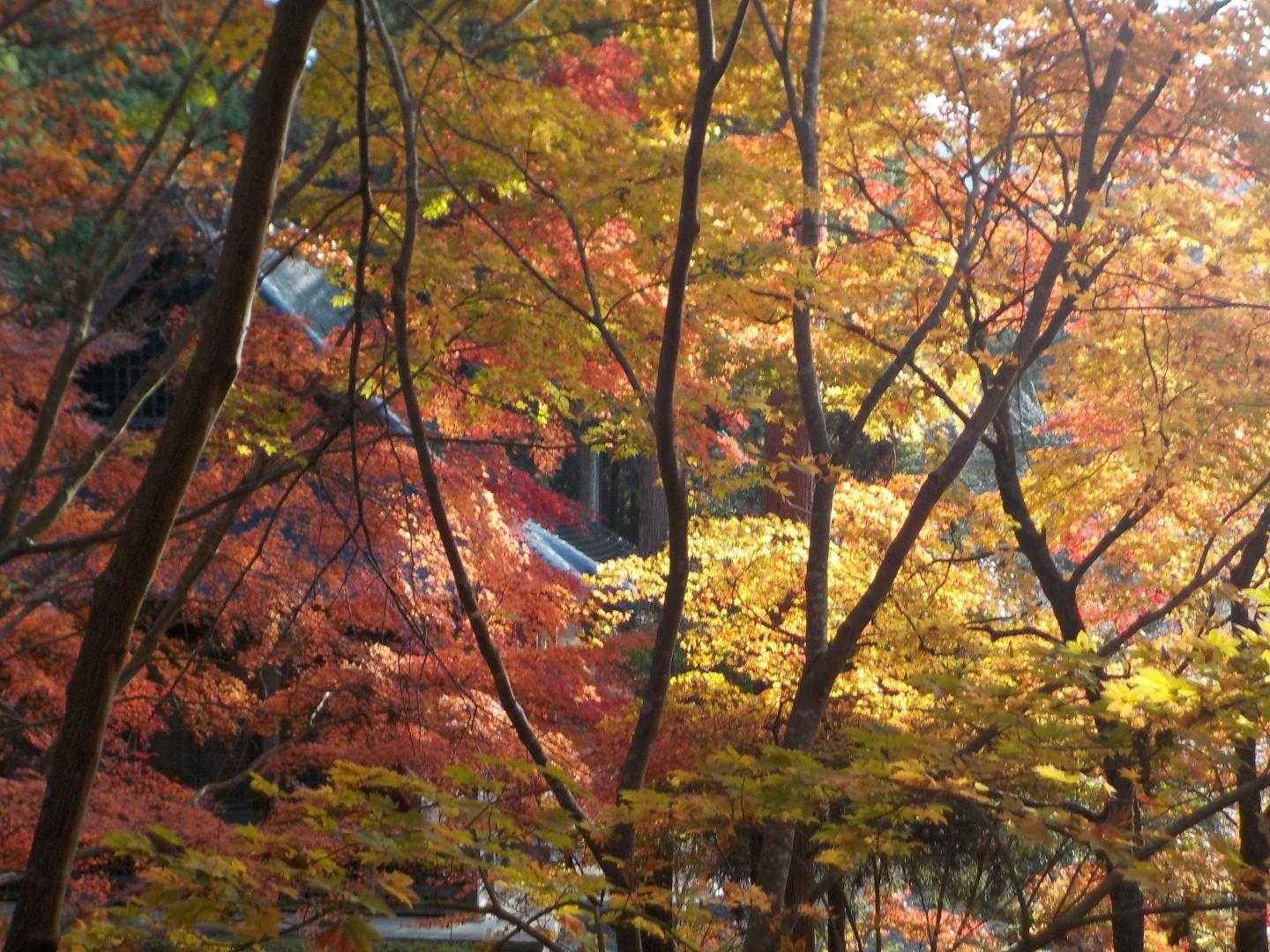 己高山 周回コースの写真