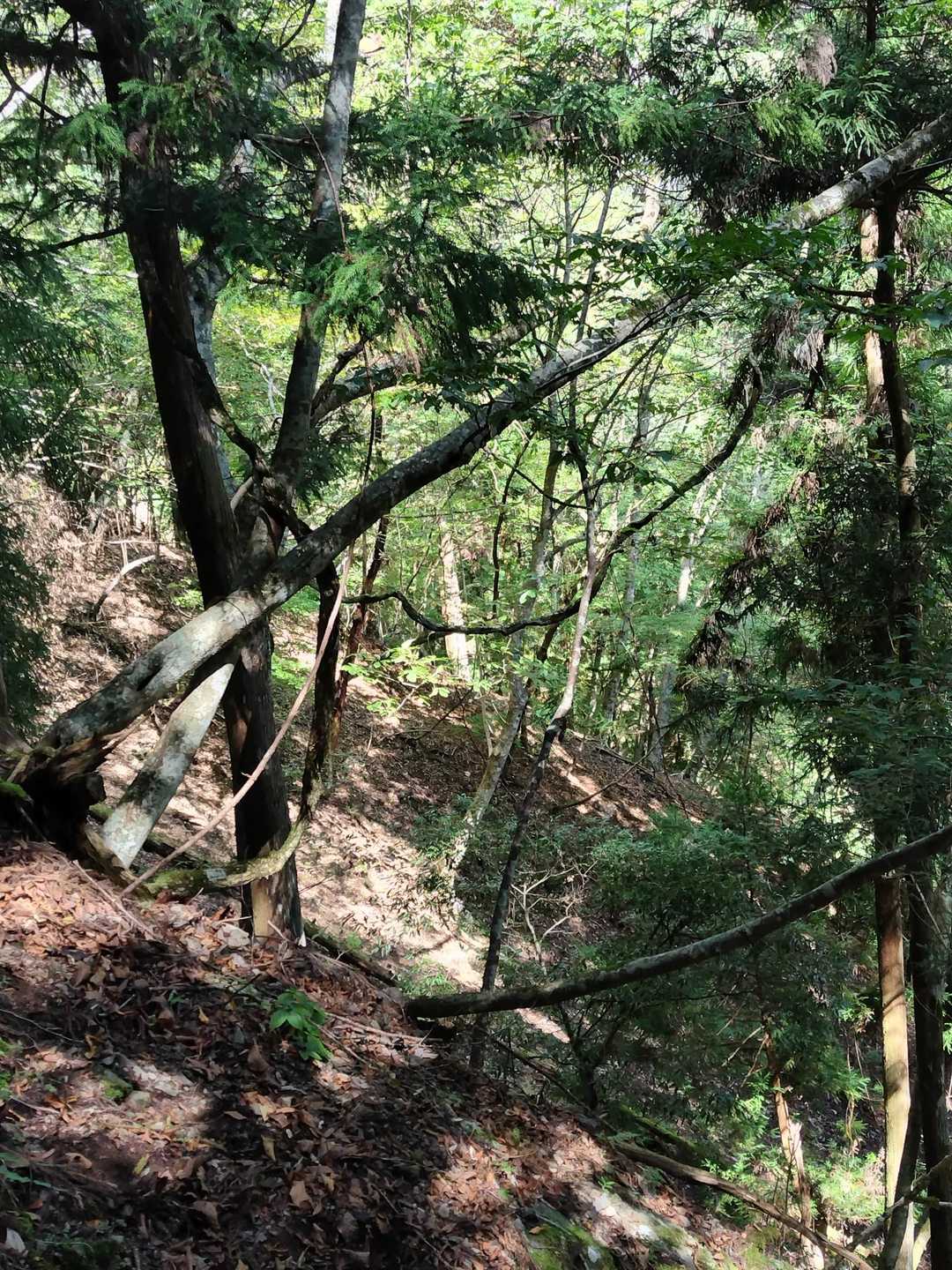 馬ノ鞍峰 往復コースの写真