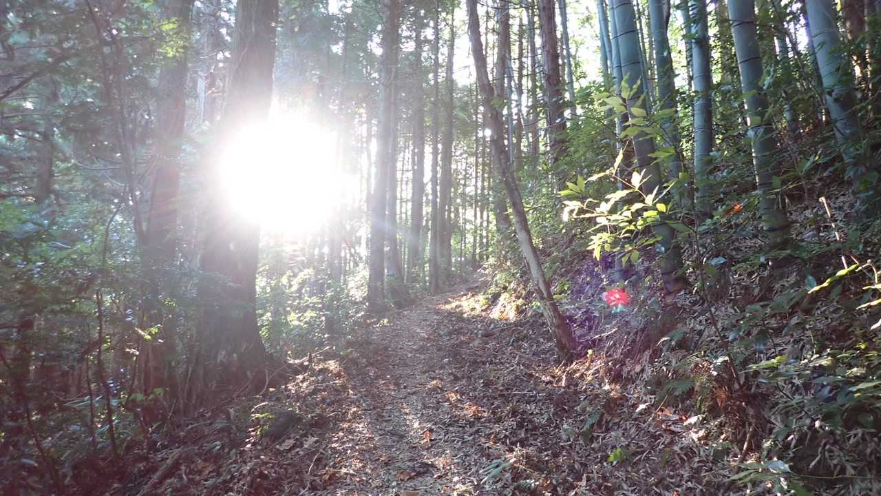 朝日がまぶしいっ。