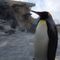 山のペンギン