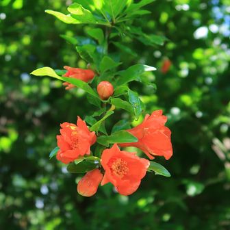 ザクロの花が綺麗です