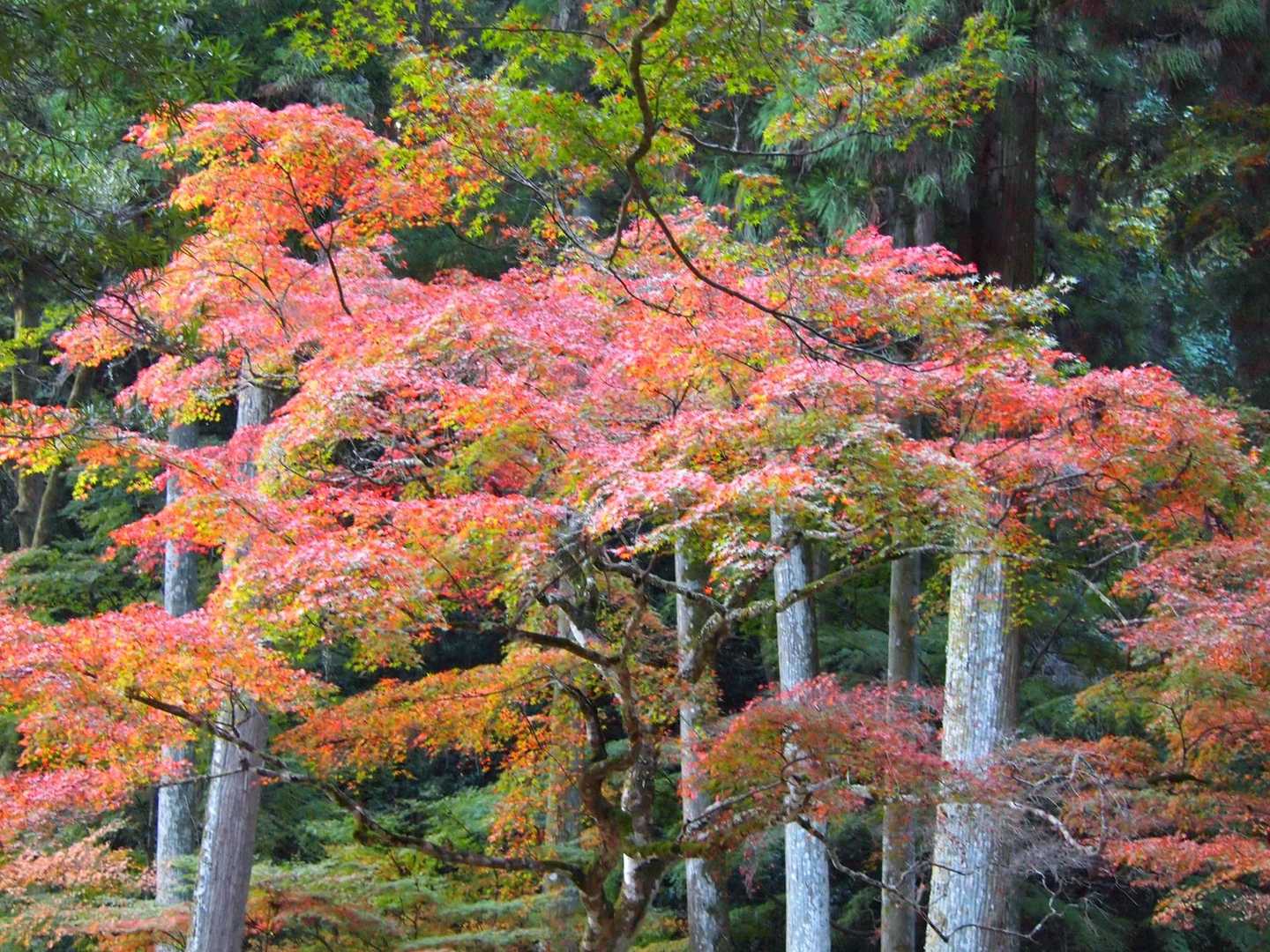 立派な紅葉の木