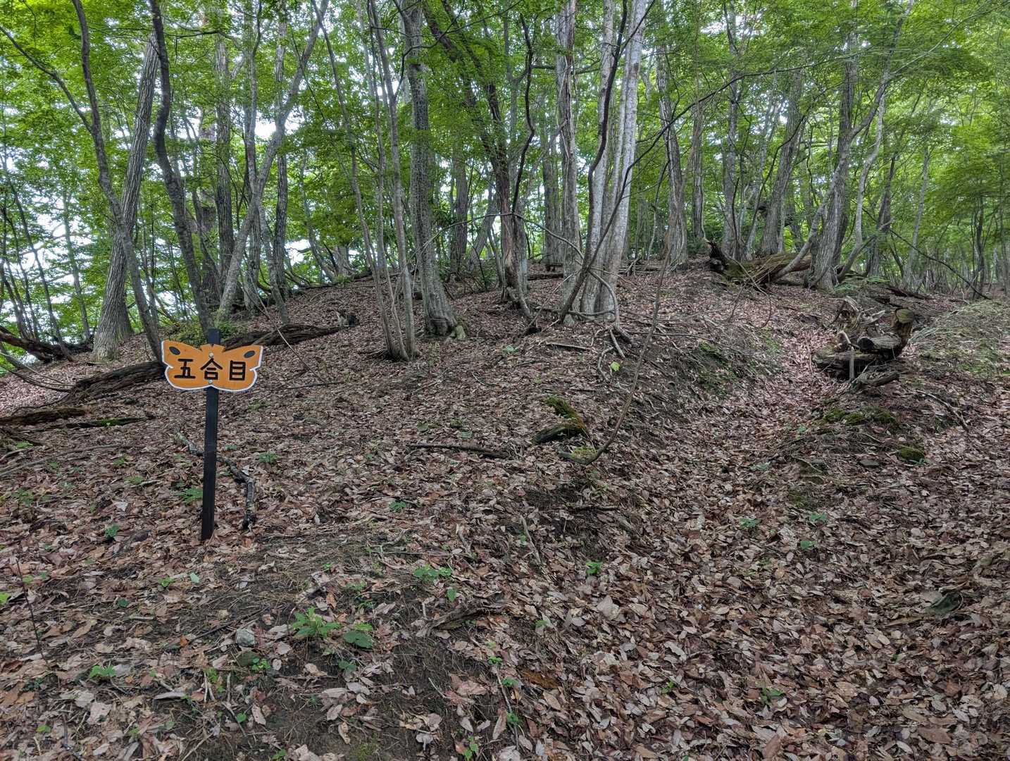 もう半分まで来た！と思ったらまだ5分の一でした😅どこに対しての５合目だろ？
