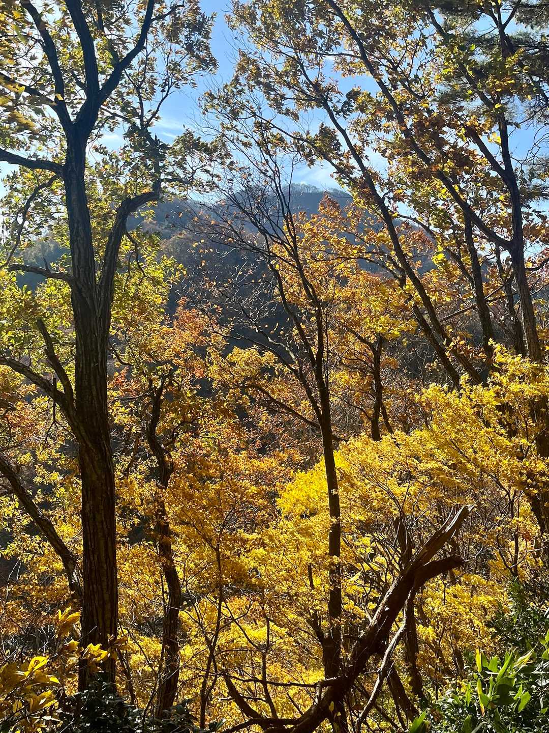 🍂色　樹間越しに母狩山