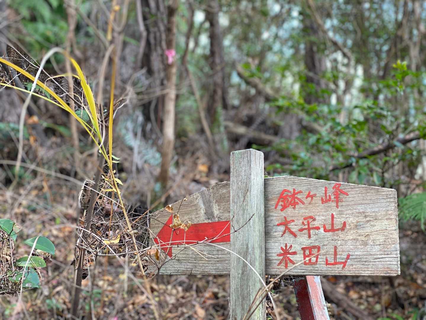 ここからちょっと上りが続くんよね。