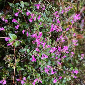 山頂近くのシャクナゲの下にお花畑あり