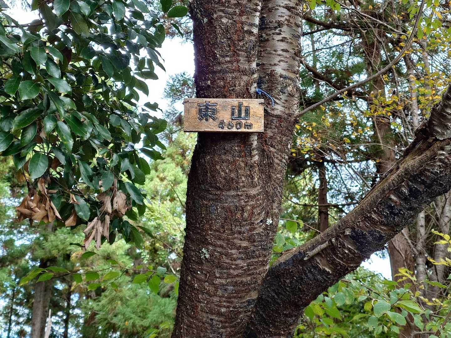 曇っているため、山道が暗く…
まだ午前中だけど、日暮れが近い気持ちになり、焦ってしまう……