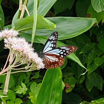 アサギマダラ🦋にも出会えました