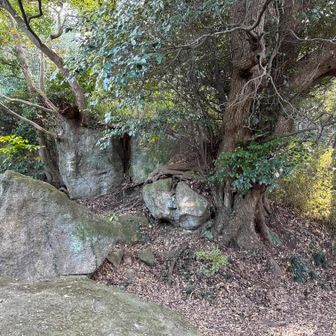 写真右のテープを左で神武寺山