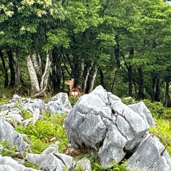 また🦌　頂上で休んどったんかな