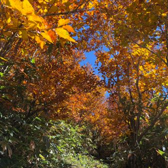 🍁のトンネル
